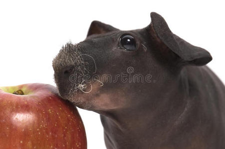 苹果瘦豚鼠