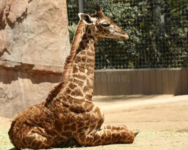 动物园里的小长颈鹿