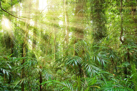 多里戈世界遗产雨林的阳光图片