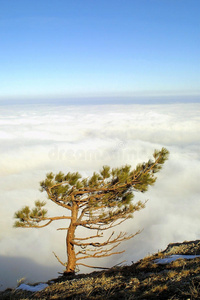 云层之上的松树