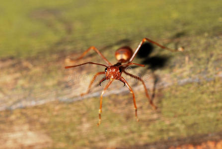 红蚂蚁照片
