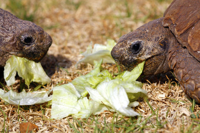两只乌龟吃莴苣叶