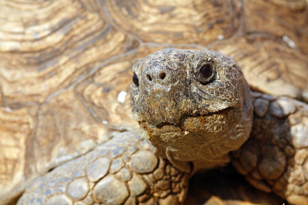 特写乌龟的头部图片