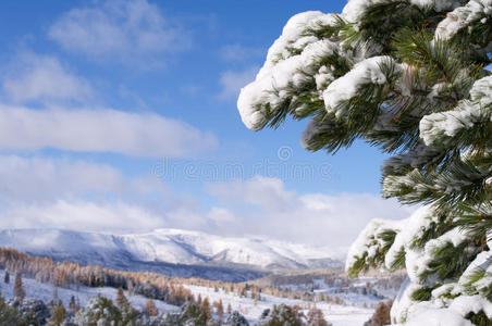 雪松枝