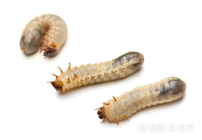 甲虫幼虫照片 正版商用图片0io1ar 摄图新视界 甲虫幼虫照片 正版商用图片0io1ar 摄图新视界