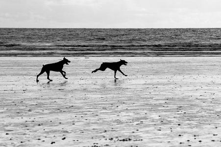 在海滩上奔跑的狗
