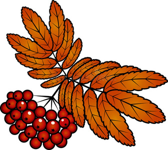 秋红带叶罗文浆果