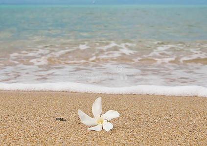 碧海沙滩上的洁白花朵