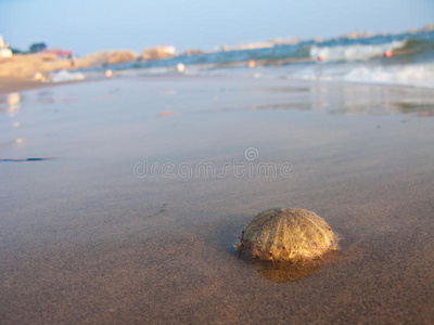 海滩上的海胆