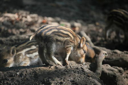 野猪