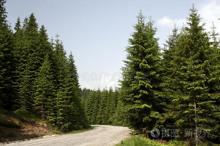 山上针叶林