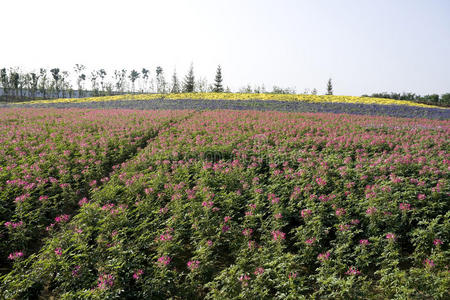 花海