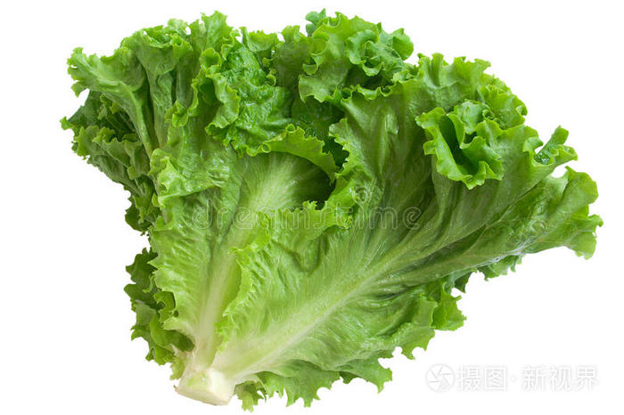 生菜白底绿莴苣绿冰生菜玉米沙拉新鲜生菜卷心菜莴苣莴苣头新鲜蔬菜