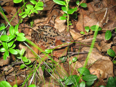 室内红蟾蜍字母的三维渲染伍德豪斯蟾蜍铁锹脚蟾蜍,隐耳锄足蟾属文化