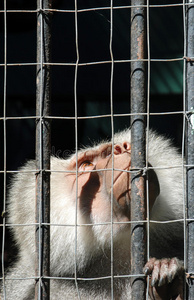 狱中的卷尾猴抬头看图片