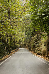 森林中的道路图片