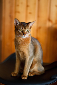 幼棕色阿比西尼亚猫图片
