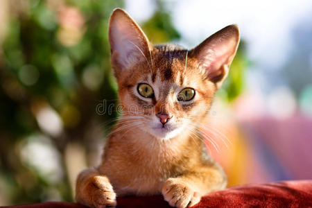 阿比西尼亚猫外年轻的阿比西尼亚猫照片
