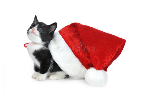 带圣诞帽的可爱小猫