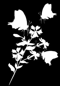 三只蝴蝶的白色插图