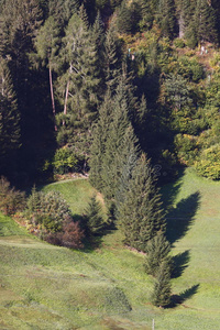 高山植被