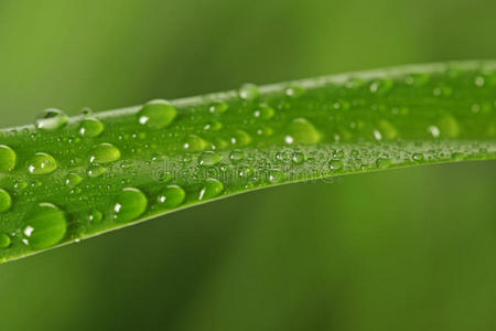 草地上的雨滴