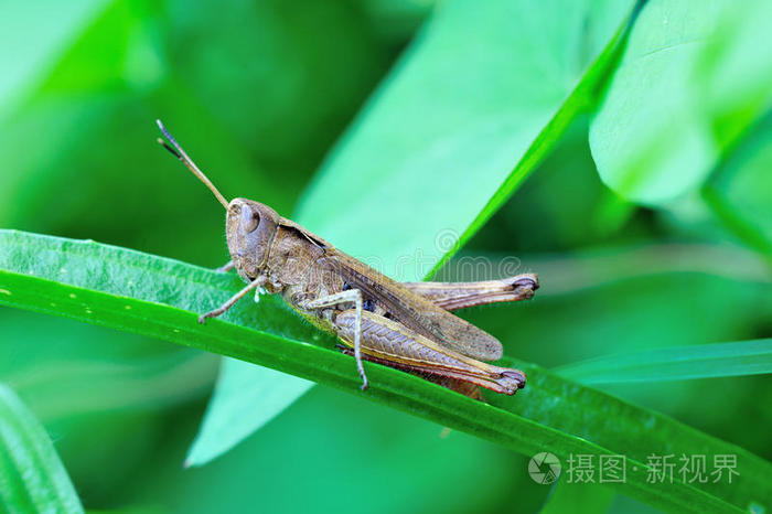 草地草地蝗虫