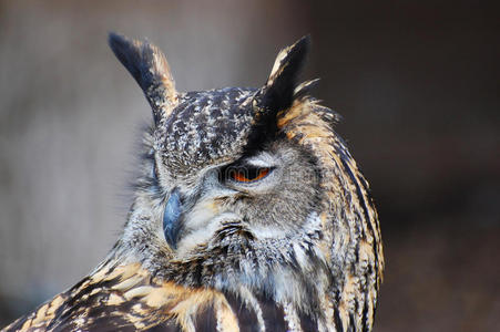 孟加拉岩鹰照片