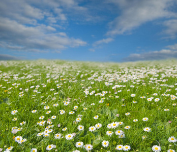 乡村草地上的花河流草地和美丽的景观(矢量插图)在奶奶家附近的山上