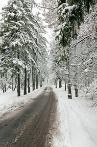 冰雪森林中的冬季道路图片