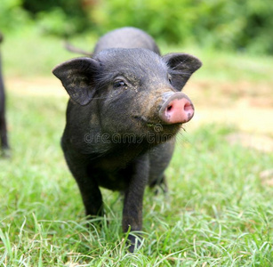 伊比利亚黑猪图片