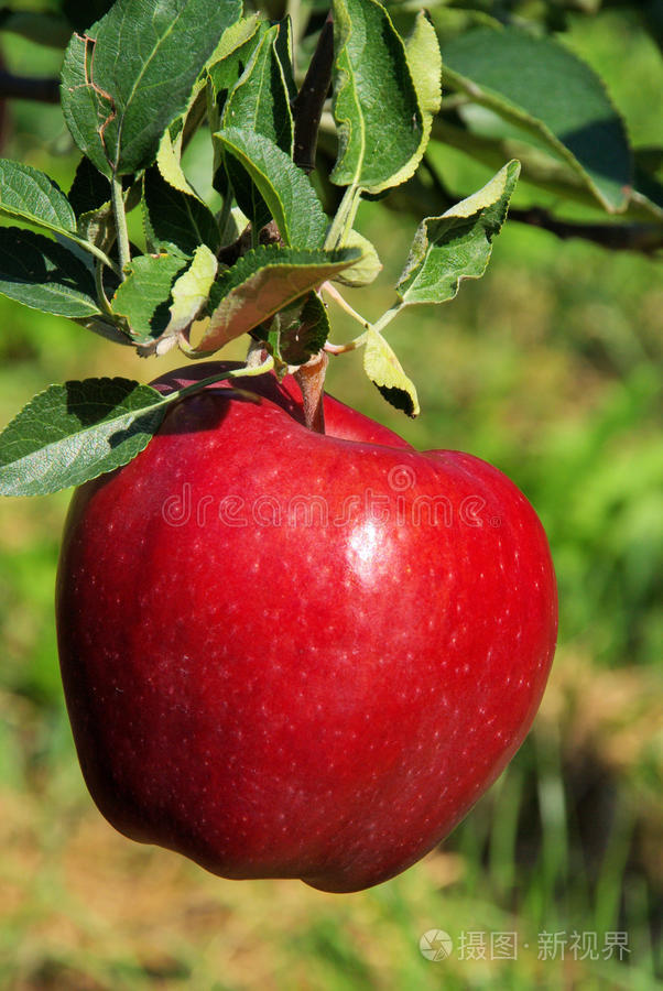 树上的苹果