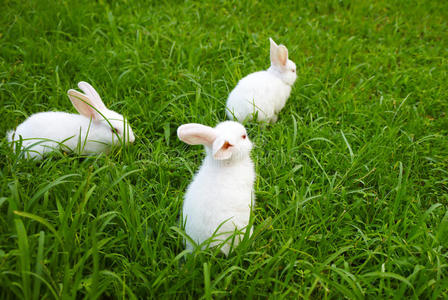 三只兔子在草地上照片