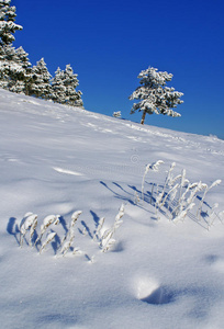 雪松天