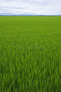 一片苍翠的稻田