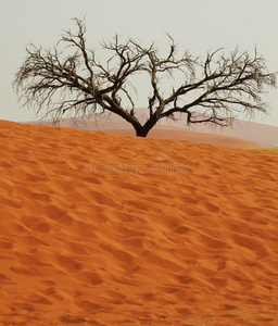 沙漠中的树