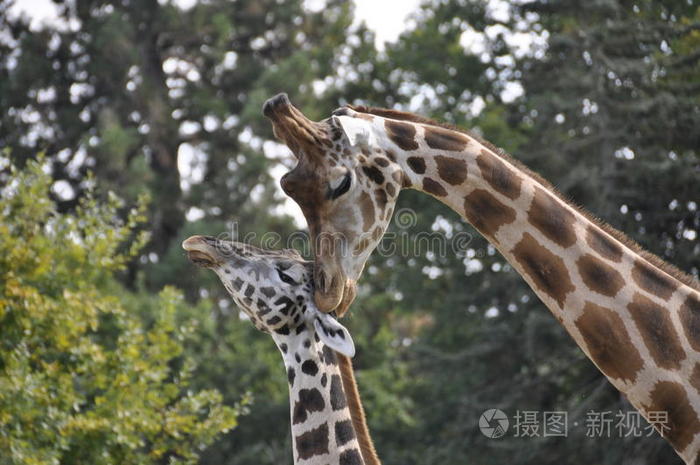 幼年雌性长颈鹿