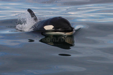 大西洋野生虎鲸
