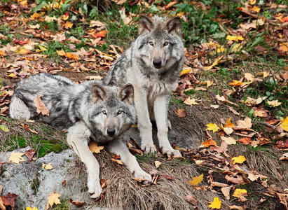 两只灰狼看着镜头