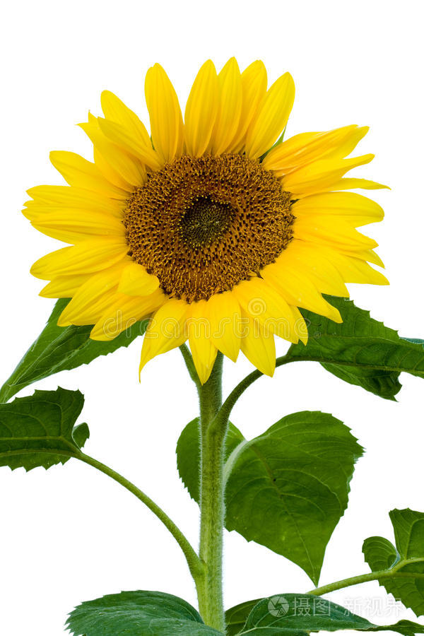 盛开的向日葵的茎