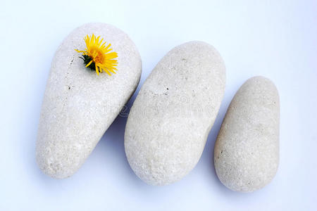 石头和花