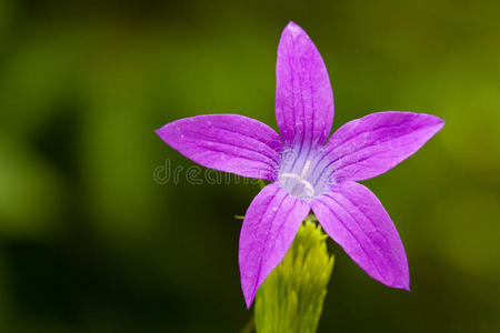 绿色背景的美丽花朵