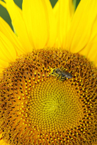 蜜蜂授粉的向日葵头