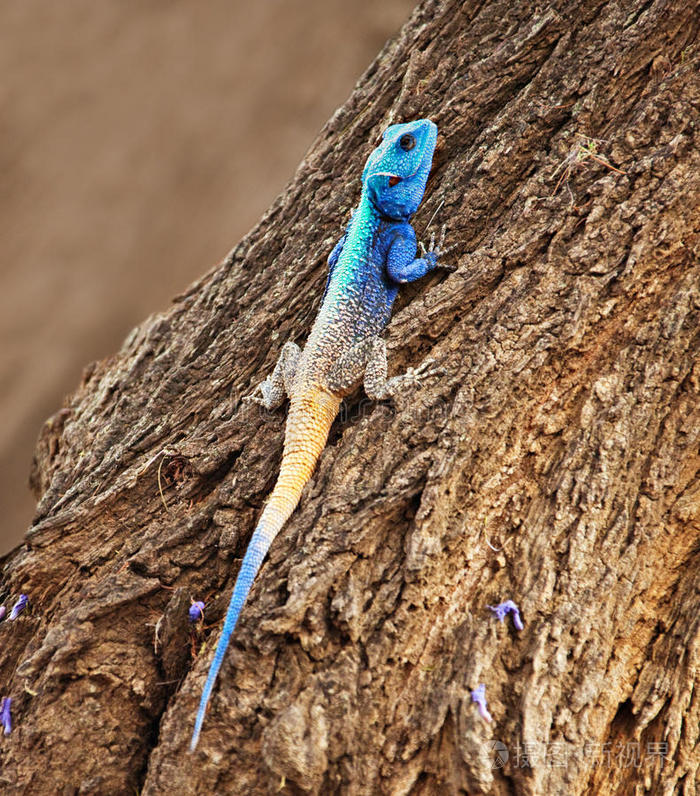 蓝头蜥蜴