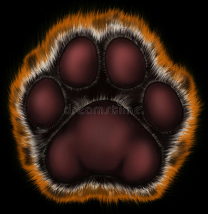 黑底猫黑底虎爪照片