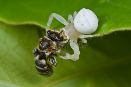 有猎物的白色蟹蛛蜜蜂
