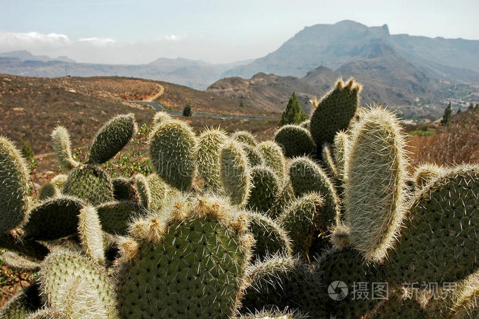 沙漠仙人掌