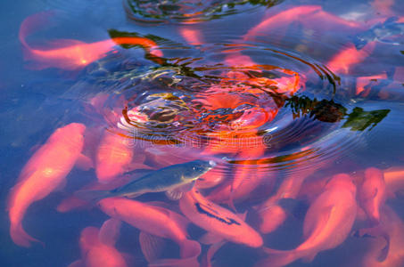 湖中的红色水族鱼