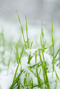 草和雪