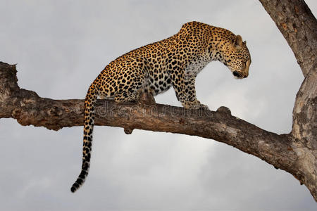 豹子，南非